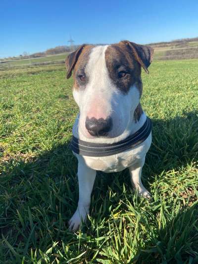 Miniatur Bull Terrier-Beitrag-Bild