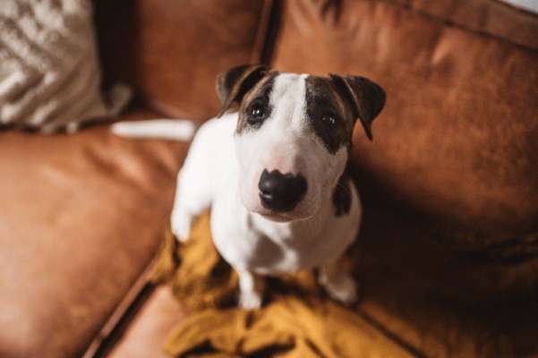 Die Dogorama Kalender Challenge 4/4-Beitrag-Bild