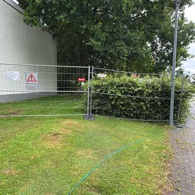 Giftköder-Eichenprozessionsspinner-Bild