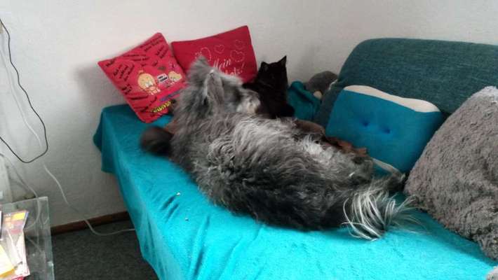 Wo habt ihr eure Hunde her ?-Beitrag-Bild