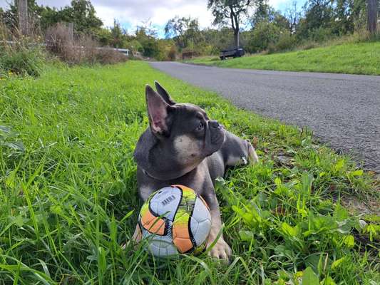 Hundetreffen-Suchen Spielgefährten-Bild