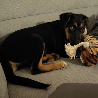 Hundetreffen-Spiel- und Gassirunden-Bild