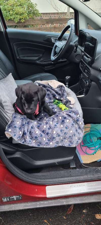 Labradorfans-Beitrag-Bild