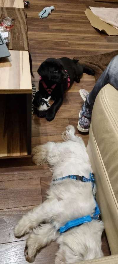 Labradorfans-Beitrag-Bild