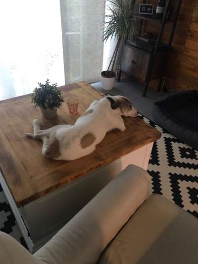 Zeige das lustigste Bild eures Hundis-Beitrag-Bild