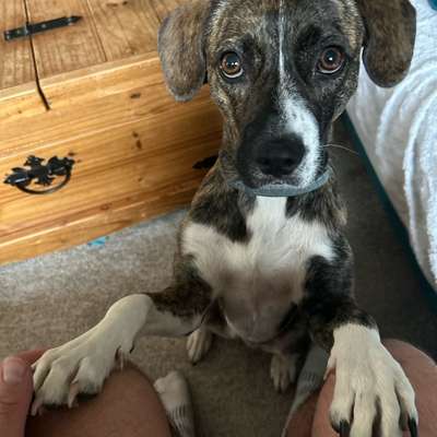 Auslandstierschutz-Beitrag-Bild