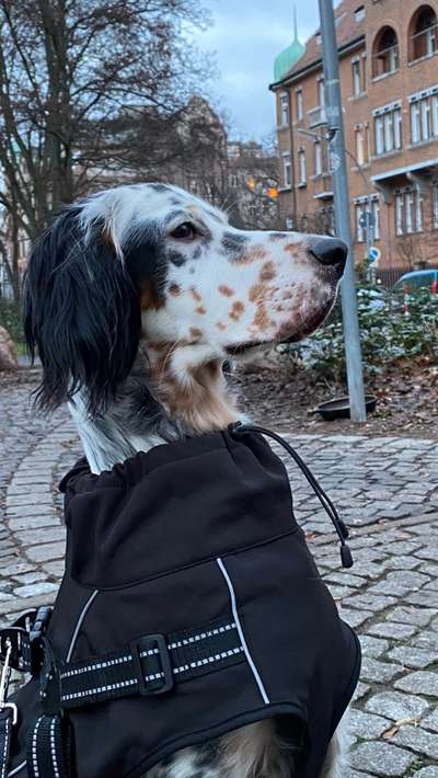 Englisch Setter?-Beitrag-Bild