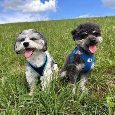 Hundetreffen-Spazieren mit kleinen Hunden-Bild