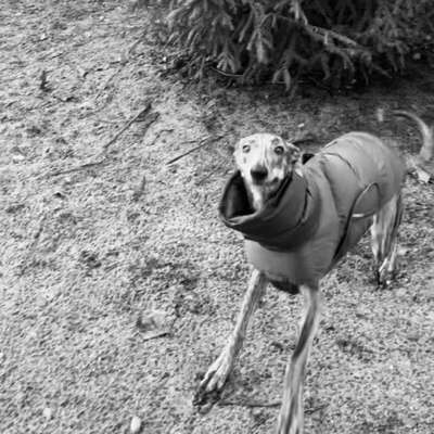 Hundetreffen-Windhunde Play-Date Kreuzberg-Bild