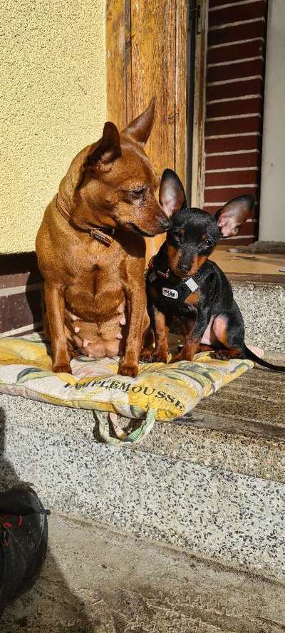 Gibt es noch weitere Rehpinscher oder Pinscher hier?-Beitrag-Bild