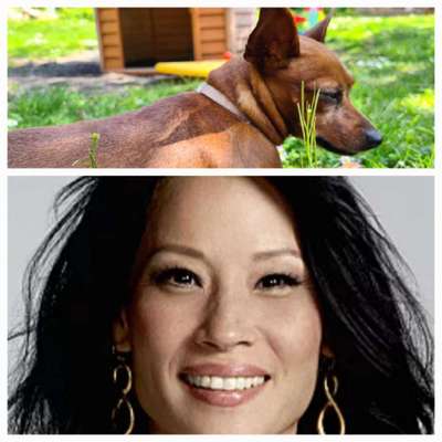 Wie heißt dein Hund?-Beitrag-Bild