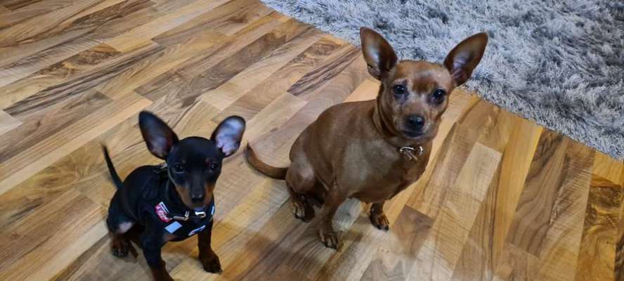 Wo sind die Zwergpinscher?-Beitrag-Bild