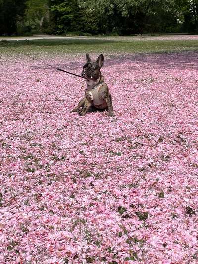 Hundetreffen-Frenchie Alarm! Spiel- und Gassirunden  mit Rolex-Bild