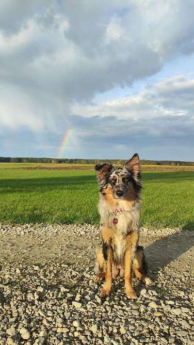 Hundetreffen-Gassi-Treffen im Donau Ries-Bild
