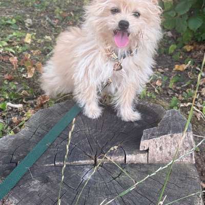 Hundetreffen-Welpentreffen-Bild