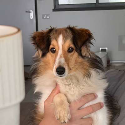 Hundetreffen-Sheltie Treffen-Bild