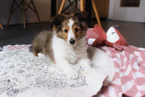 Shelties-Beitrag-Bild