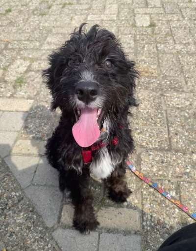 Labradoodle gesucht-Beitrag-Bild