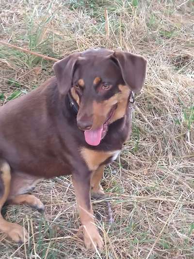 Mischlinge raten - Rätselspaß-Beitrag-Bild