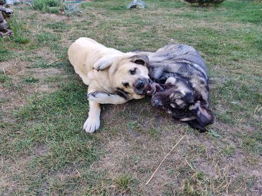 Hundetreffen-Spiele-/Gassitreff im Raum  SON, HBN, CO, KC, LIF-Bild