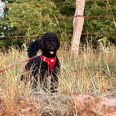 Hundetreffen-Junghunde Treffen zum Kennenlernen und spielen