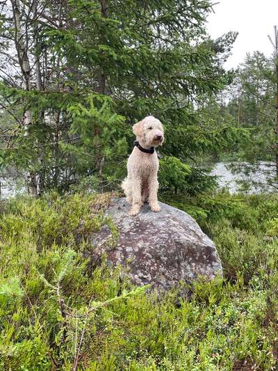 Hundetreffen-Trainingspartner gesucht-Bild