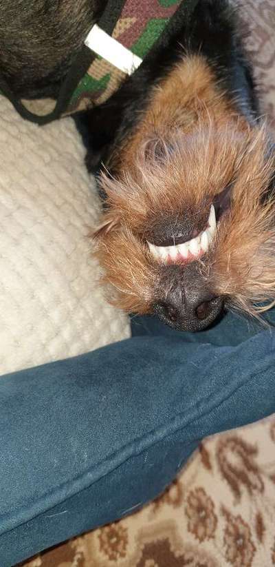 Fotochallenge Nr. 47 - Zeigt die Zähne-Beitrag-Bild