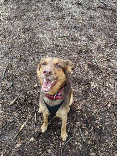 Mischlinge raten - Rätselspaß-Beitrag-Bild