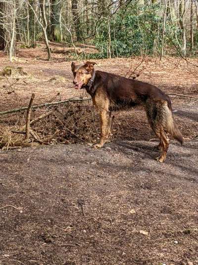 Mischlinge raten - Rätselspaß-Beitrag-Bild