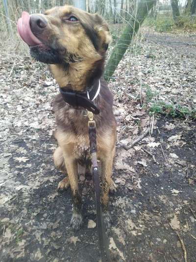 Geburtstage der Hunde-Beitrag-Bild