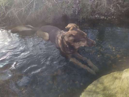 Dogorama-Monats-Challenge-Mai "Wasser"-Beitrag-Bild