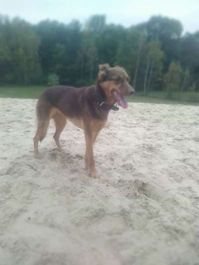 Windhunde - Treffen der besonderen Schönheiten
HERZLICH WILLKOMMEN-Beitrag-Bild