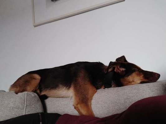 Challenge Nr 14
Eure Fellnasen auf ihrem Lieblingsplatz-Beitrag-Bild