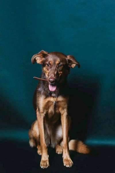 Welche Hunderasse-Beitrag-Bild