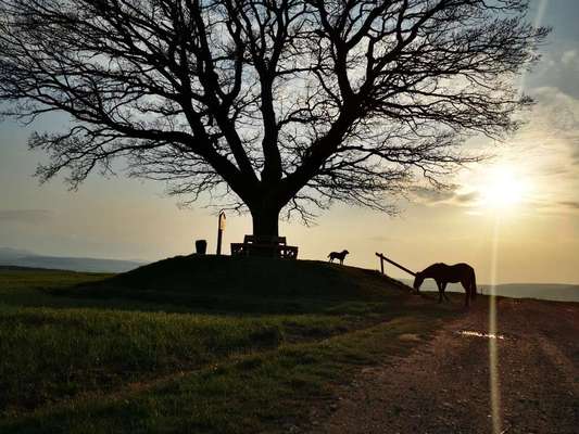 Fotochallenge No. 26                                     Wald und Wiese-Beitrag-Bild