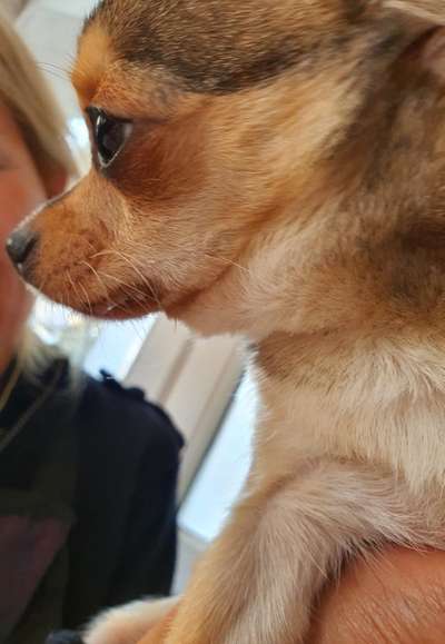 Chihuahua, wässrige Stelle am Maul-Beitrag-Bild