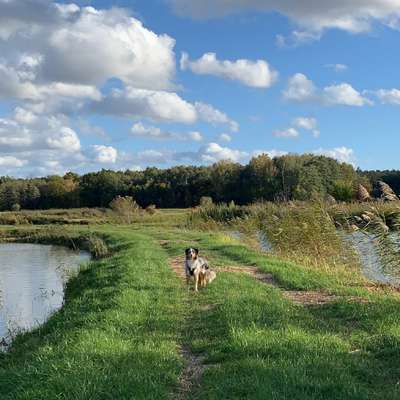 Hundetreffen-Junghundetreffen-Bild