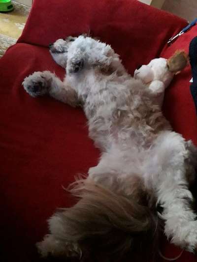 Hunde sind die beste Medizin-Beitrag-Bild