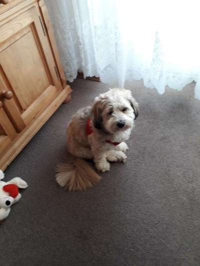 Alles rund um den Pudel-Beitrag-Bild