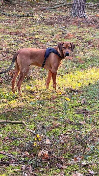 Hundetreffen-Spielgefährten gesucht 🥰-Bild