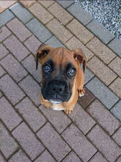 Die Dogorama Kalender Challenge Titelbild-Beitrag-Bild