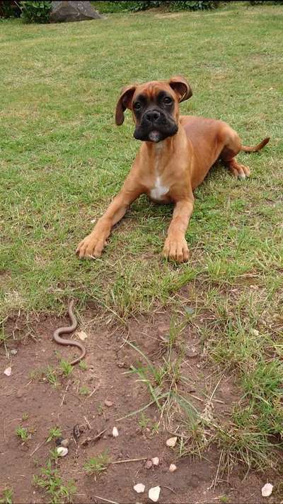 Fotochallenge Nr. 51 "Euer Hund mit anderen Tieren"-Beitrag-Bild