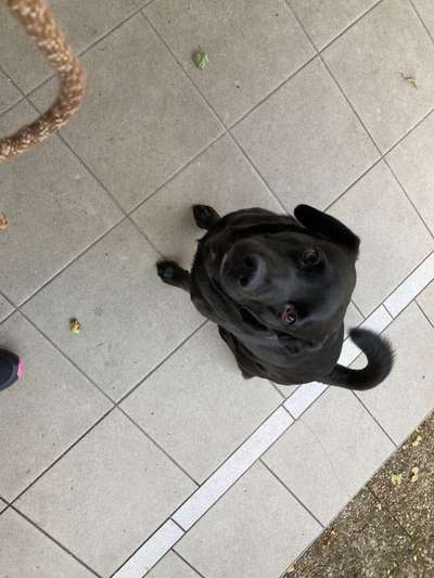 Mischlingshunde Foto Aufruf-Beitrag-Bild