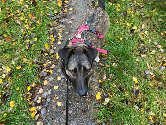 Mischlingshunde Foto Aufruf-Beitrag-Bild