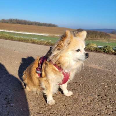 Hundetreffen-Chihuahua und Kleinhunde gemeinsame Spaziergänge-Bild
