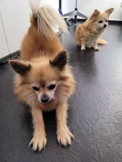 Hundetreffen-Chihuahua und Kleinhunde gemeinsame Spaziergänge-Bild