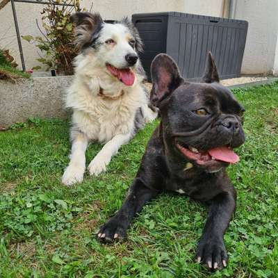 Hundetreffen-Zusammen Gassi gehen, ggf. trainieren.  Leinentausch-Bild