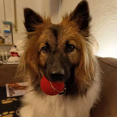 Hundetreffen-Gassirunde&Spieletreff-Bild