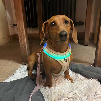 Hundetreffen-Dackelgruppe-Bild