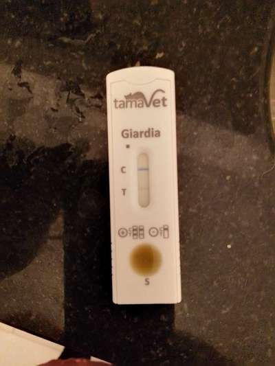 Starker Durchfall, Giardien oder Salmonellen?-Beitrag-Bild